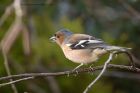 chaffinch_150413a.jpg