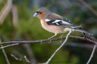 chaffinch_150413b.jpg