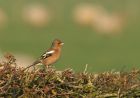 chaffinch_2012a.jpg