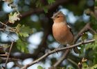 chaffinch_230909d.jpg