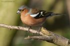 chaffinch_240214a.jpg