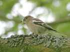 chaffinch_2406a.jpg