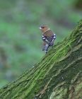 chaffinch_2701a~0.jpg