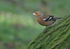 chaffinch_2701c.jpg