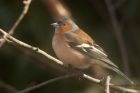 chaffinch_280313b.jpg