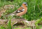 chaffinch_300309a.jpg