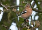 chaffinch_301010a.jpg