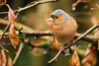 chaffinch_LM_290120a.jpg