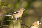 chaffinch_MiM_270220a.jpg