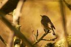 chiffchaff_040416a.jpg