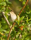 chiffchaff_060408e.jpg