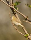 chiffchaff_060408i.jpg