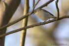 chiffchaff_090411a.jpg