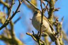 chiffchaff_090416c.jpg