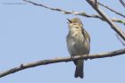 chiffchaff_100415a.jpg