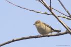 chiffchaff_100415f.jpg