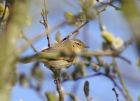 chiffchaff_2103f.jpg