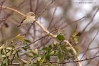 chiffchaff_231112a.jpg