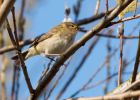 chiffchaff_270309e.jpg