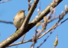 chiffchaff_270309g.jpg