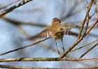 chiffchaff_270309i.jpg