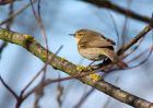 chiffchaff_270309j.jpg