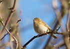 chiffchaff_280310a~0.jpg