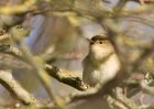 chiffchaff_280310c.jpg