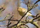 chiffchaff_280310g.jpg