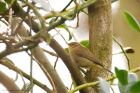 Filename=chiffchaff_280316a.jpg
Filesize=317KB
Dimensions=1200x800
Date added=Nov 30, 2016 chiffchaff_280316a.jpg