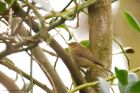 chiffchaff_280316a.jpg