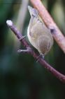 chiffchaff_280914a.jpg