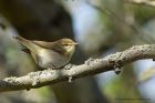 chiffchaff_290413a.jpg