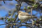 chiffchaff_290413c.jpg