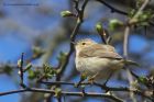 chiffchaff_290413d.jpg