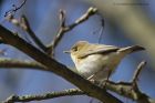 chiffchaff_290413f.jpg