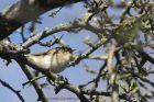 chiffchaff_290413h.jpg