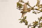 Filename=chiffchaff_MMWWT_140423a.jpg
Filesize=838KB
Dimensions=1300x867
Date added=Aug 23, 2024 chiffchaff_MMWWT_140423a.jpg