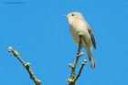 chiffchaff_MM_a.jpg