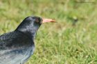 chough_hey_6224_260118a.jpg