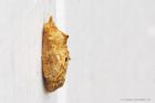 Filename=chrysalis_210818a.jpg
Filesize=368KB
Dimensions=1200x800
Date added=Mar 22, 2021 chrysalis_210818a.jpg