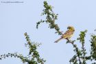 cirlBunting_040611b.jpg