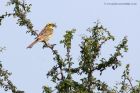 cirlBunting_040611c.jpg