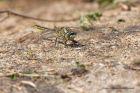 clubtail_040611a.jpg