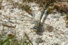 clubtail_160613d.jpg