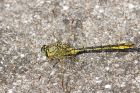 clubtail_220615a.jpg