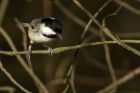 coalTit_030114a.jpg