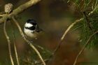 coalTit_030114e.jpg