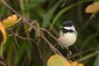 coalTit_031112b.jpg