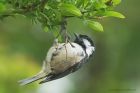 coalTit_040515b.jpg